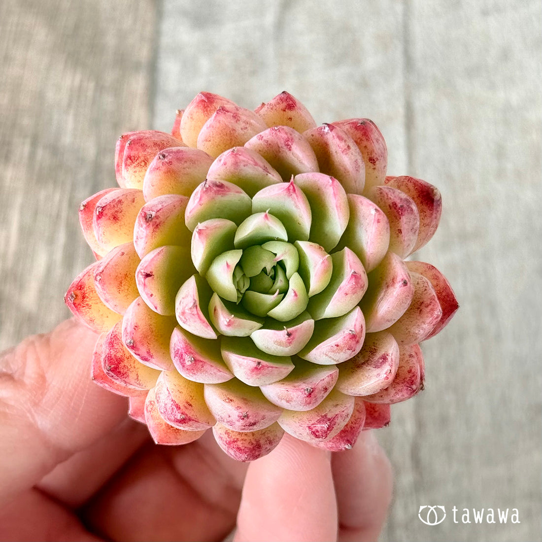 パンパン(花村農園苗)