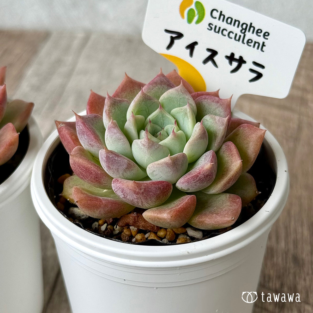 *新発売* アイスサラ(チャンヒー農園)【tawawaハウス苗】