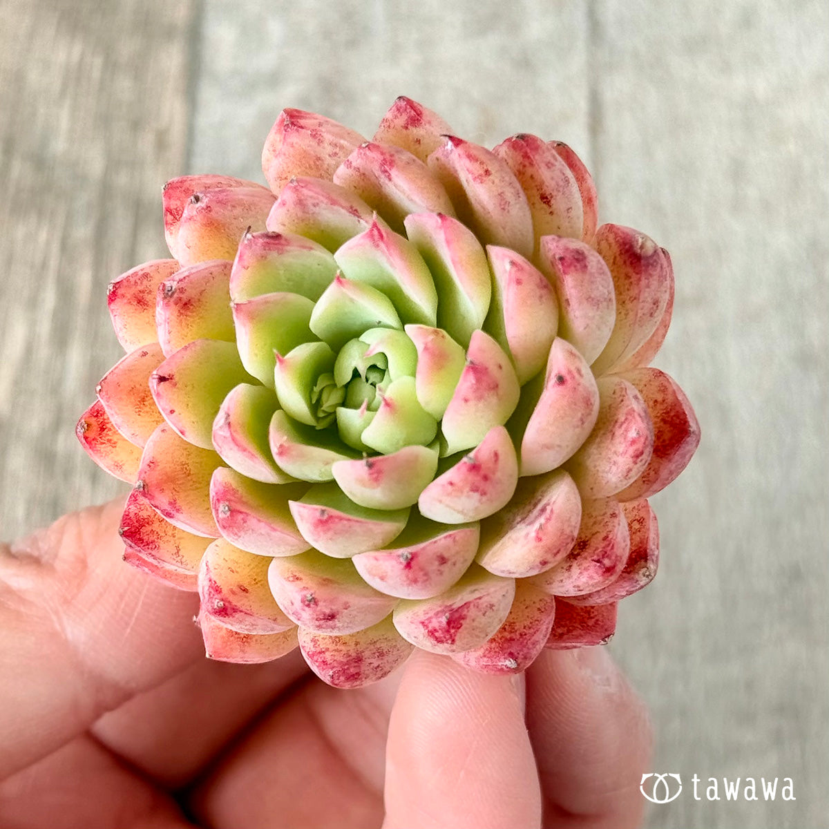 パンパン(花村農園苗)