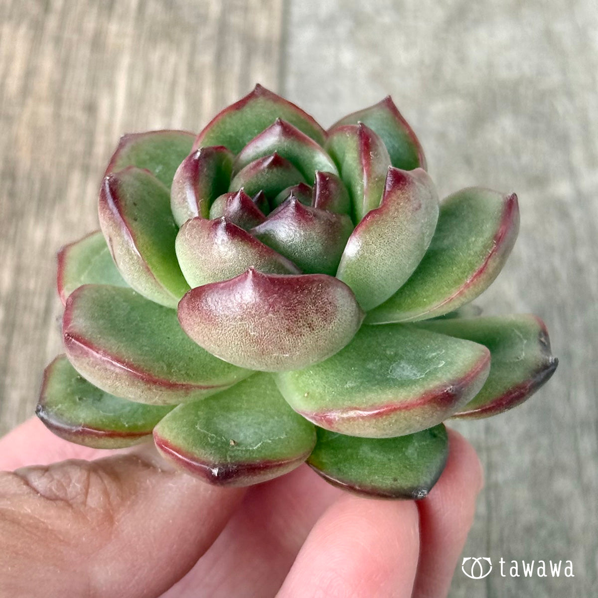 New Arrivals: Ice Green