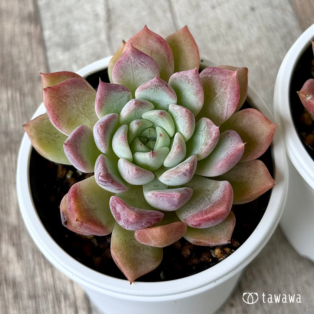 New Arrivals: Ice Green