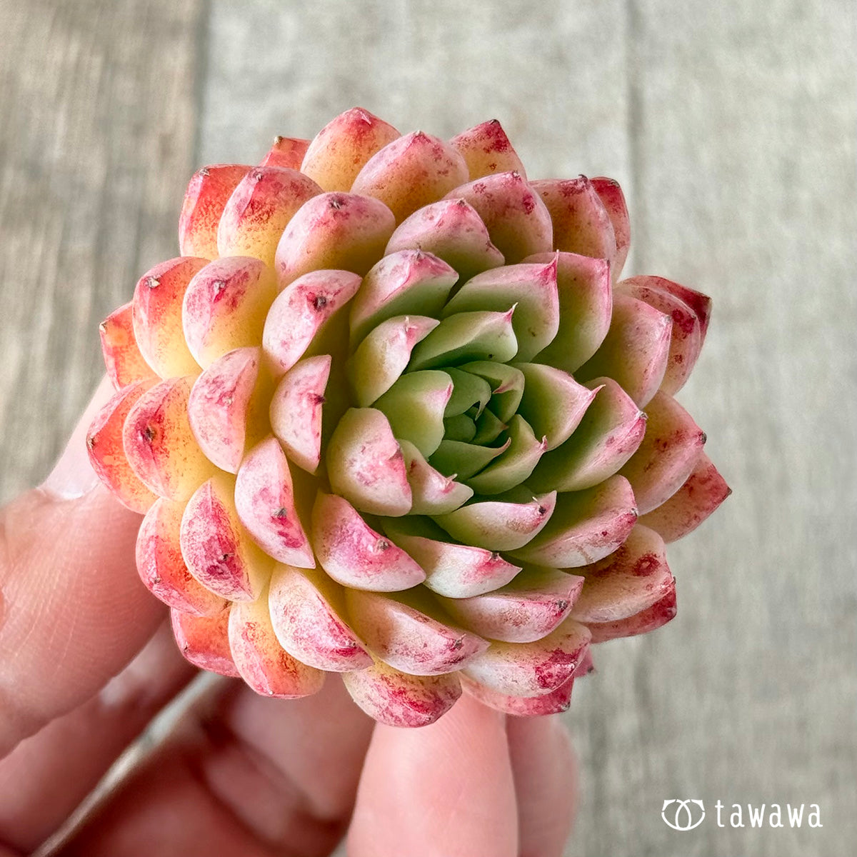 パンパン(花村農園苗)