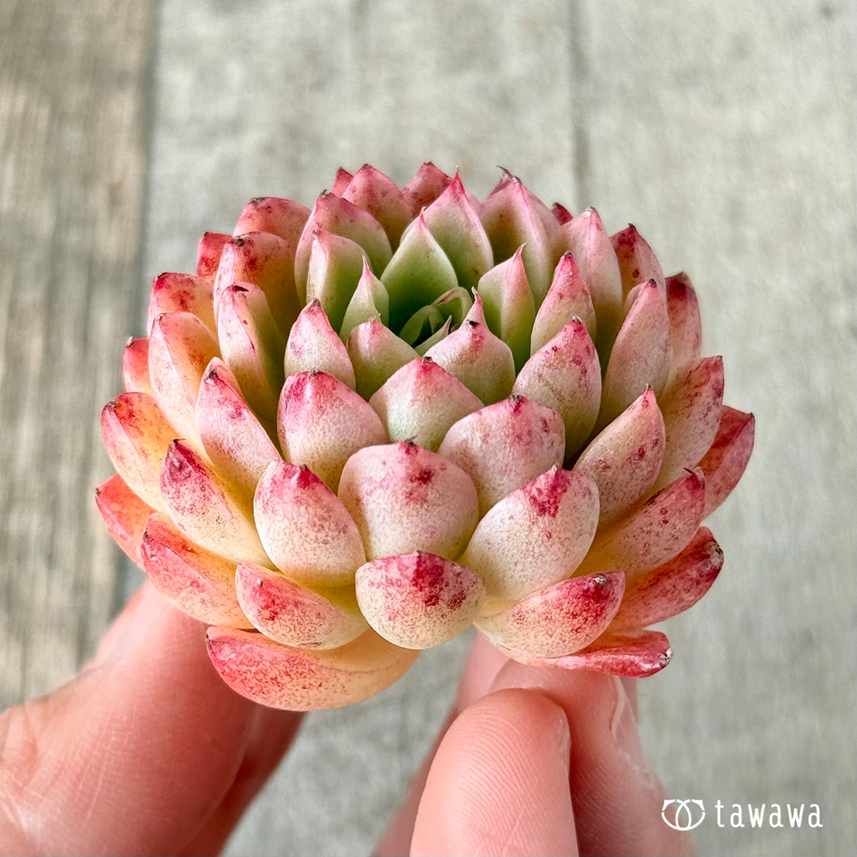 パンパン(花村農園苗)
