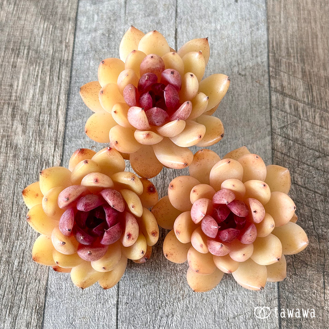 エリン(花村農園苗)