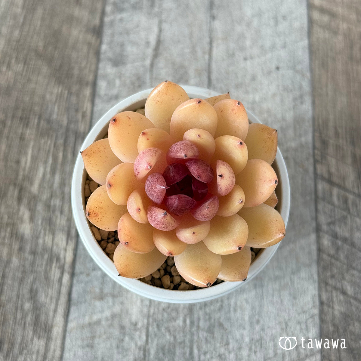 Eryn (Hanamura Farm Seedlings)