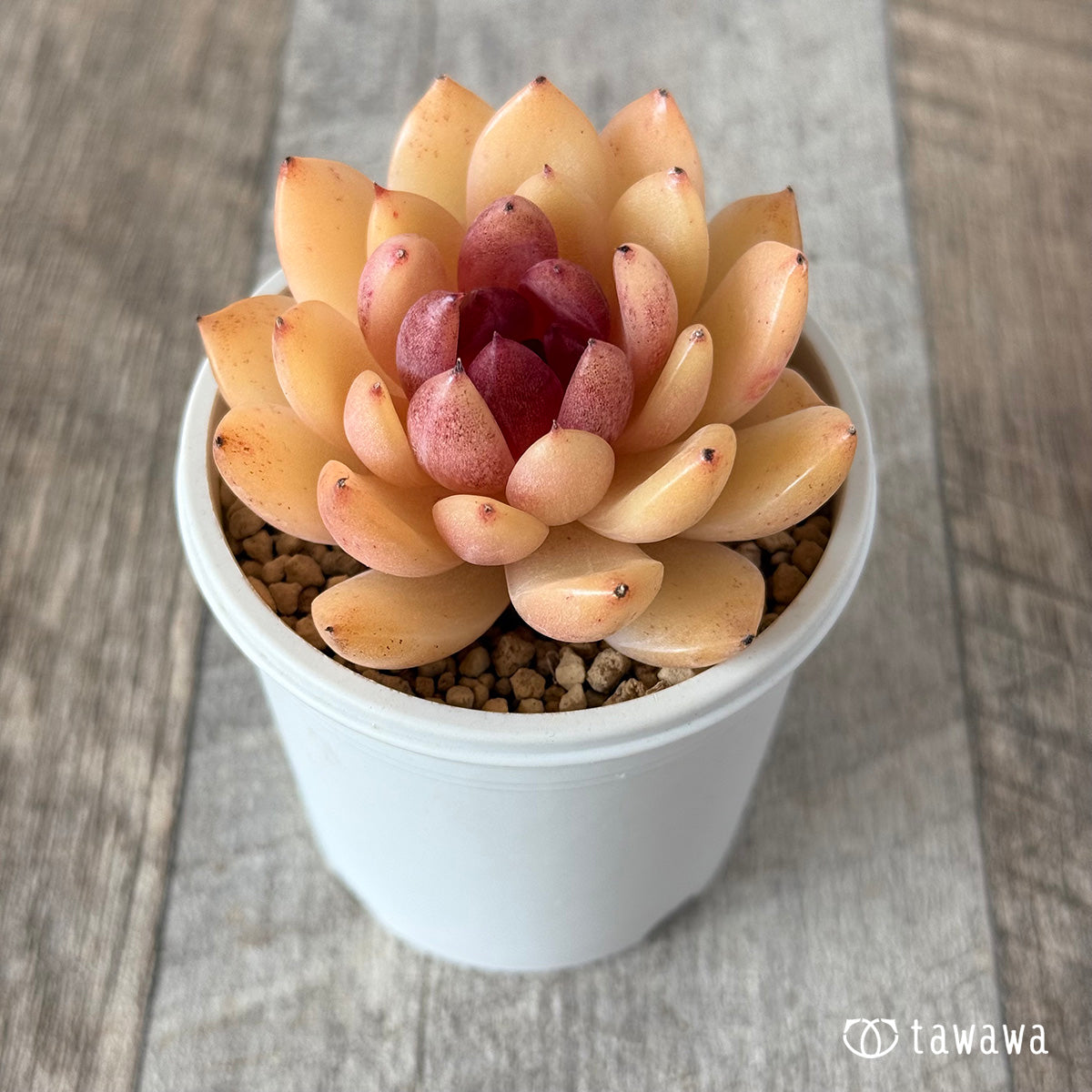Eryn (Hanamura Farm Seedlings)