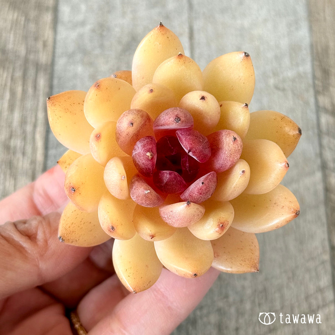 エリン(花村農園苗)