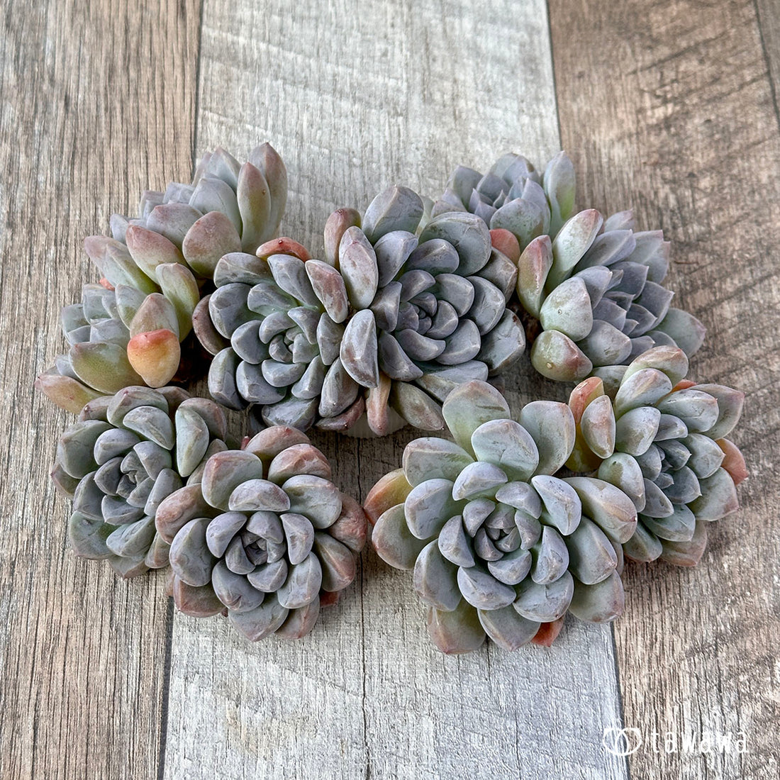 イオリス (双頭苗)