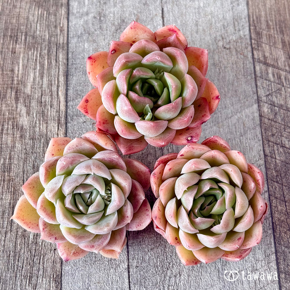 ビジランテ(花村農園苗)