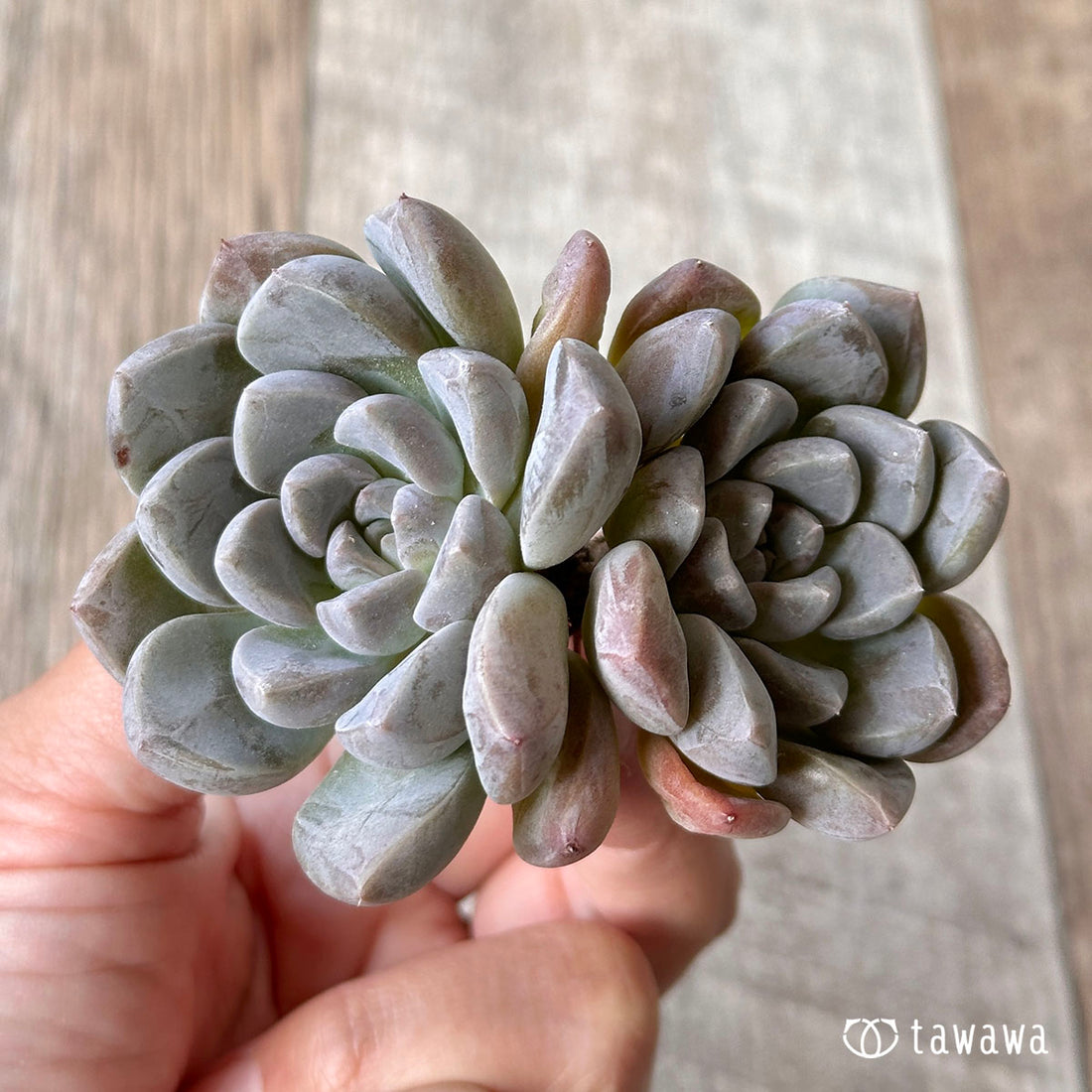 イオリス (双頭苗)