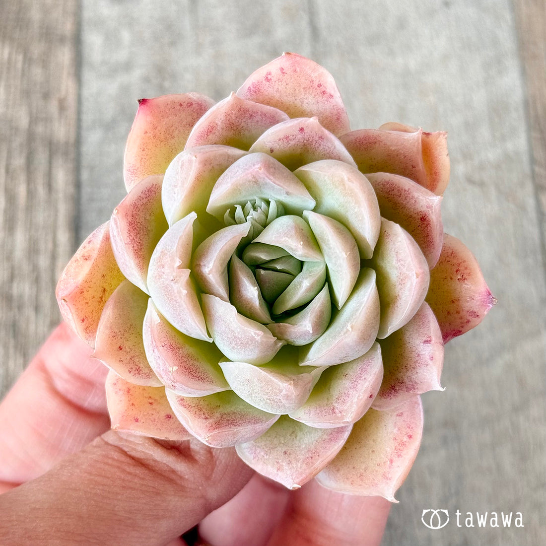 ビジランテ(花村農園苗)