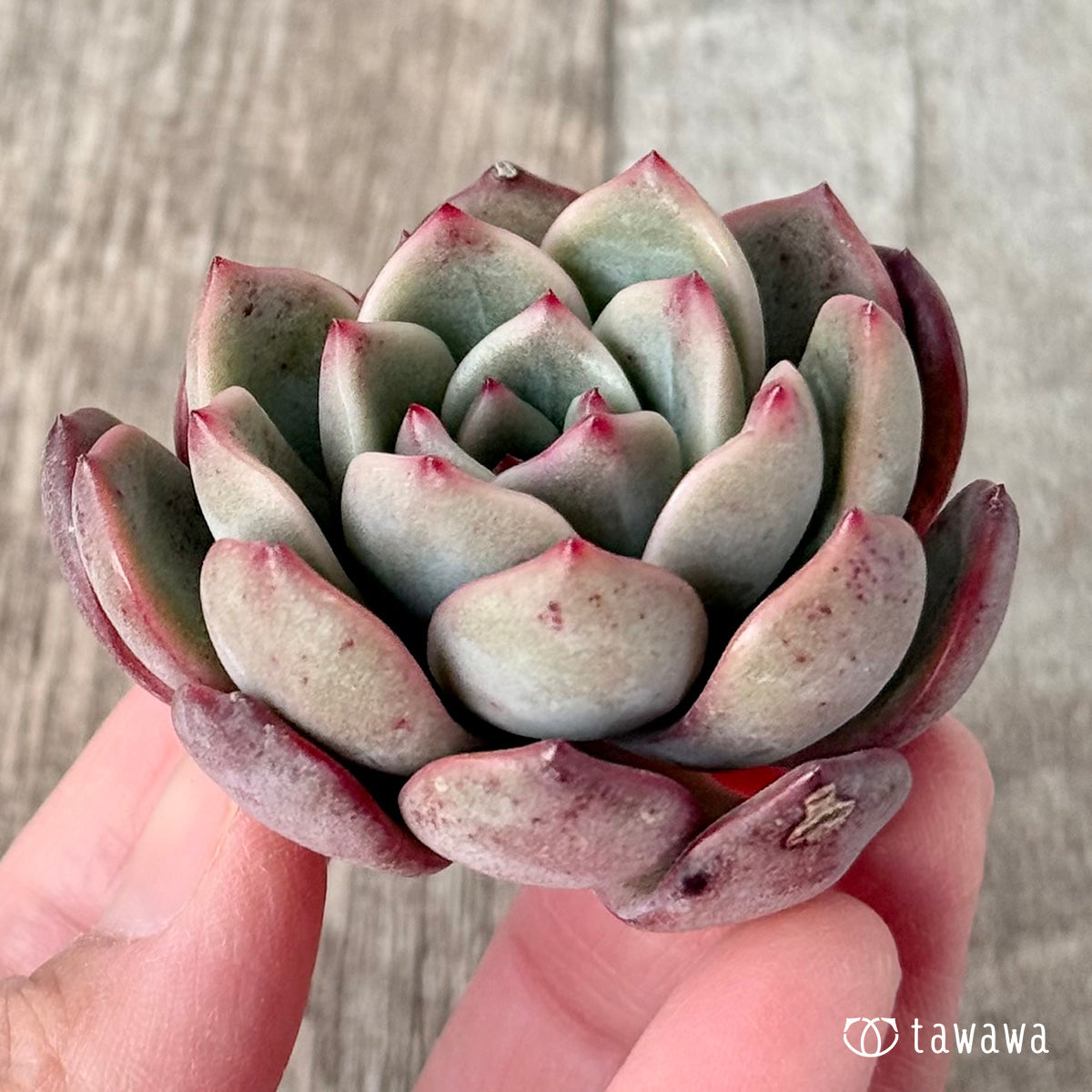 *新入荷* グラムピンク