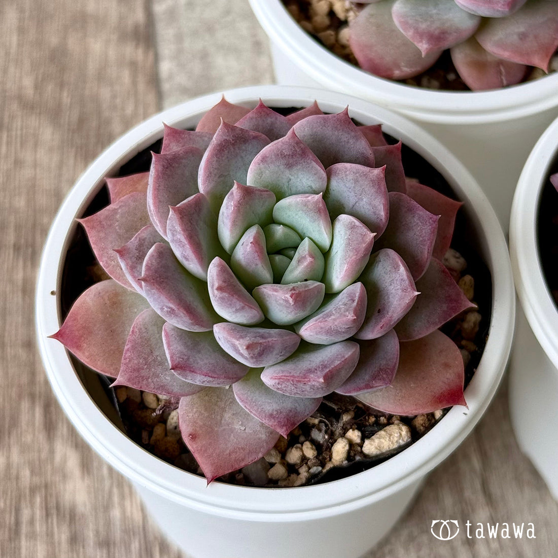 New Arrivals: Ice Green