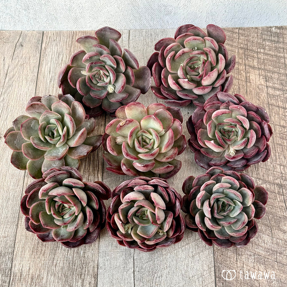 ダルピナ
