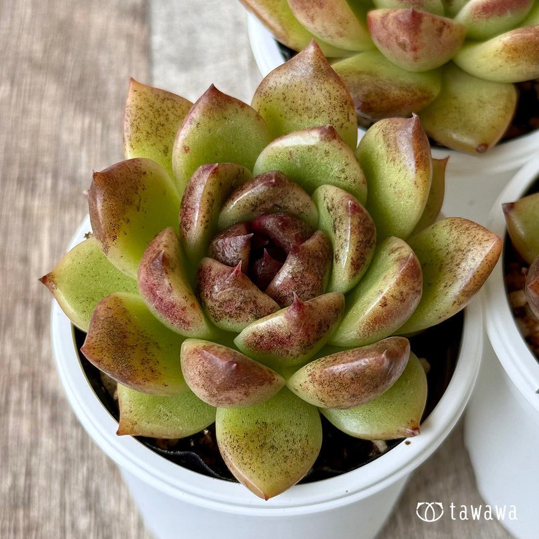 *新発売* ブラックエッジ(チャンヒー農園)【tawawaハウス苗】