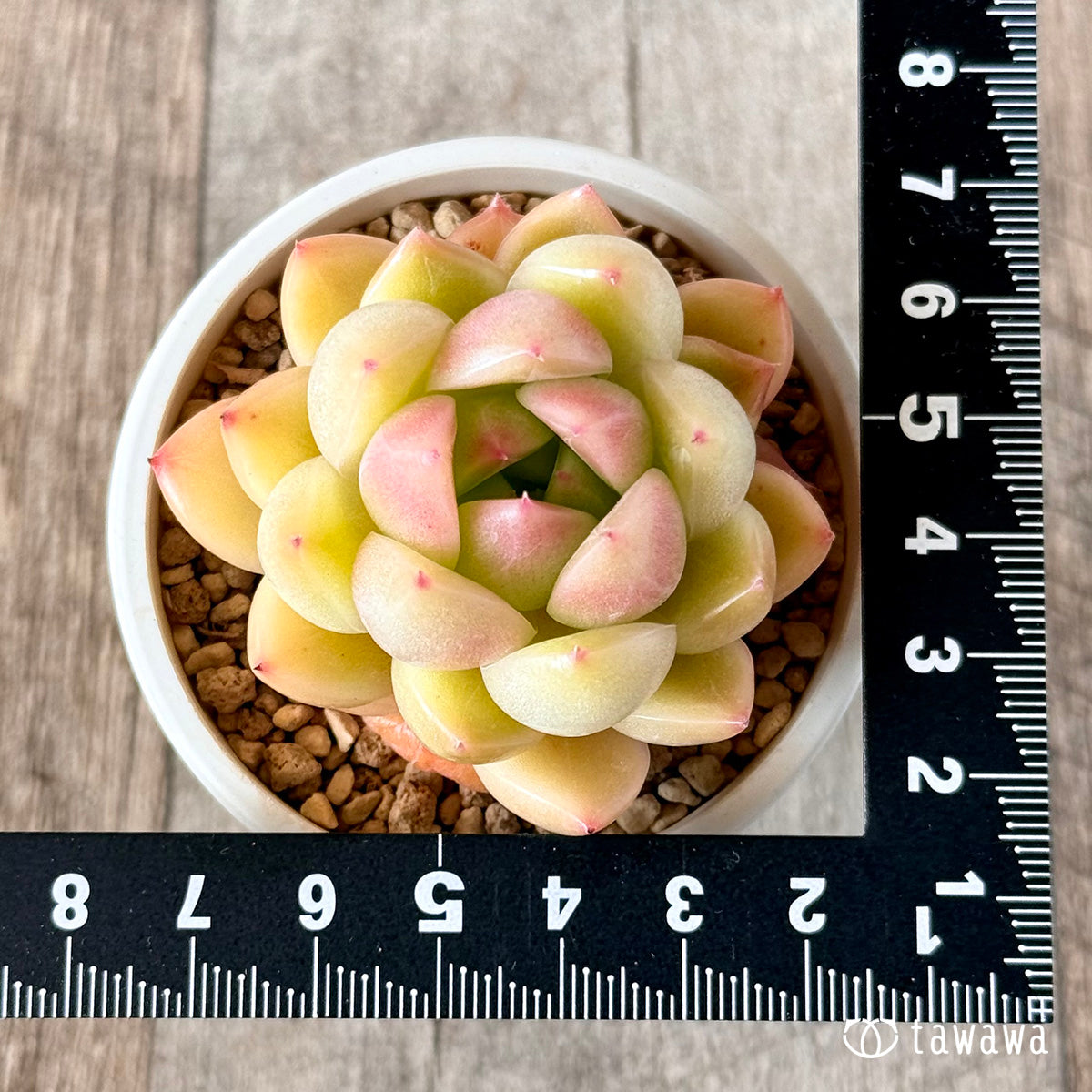 Milk Peach (Hanamura Farm Seedlings)