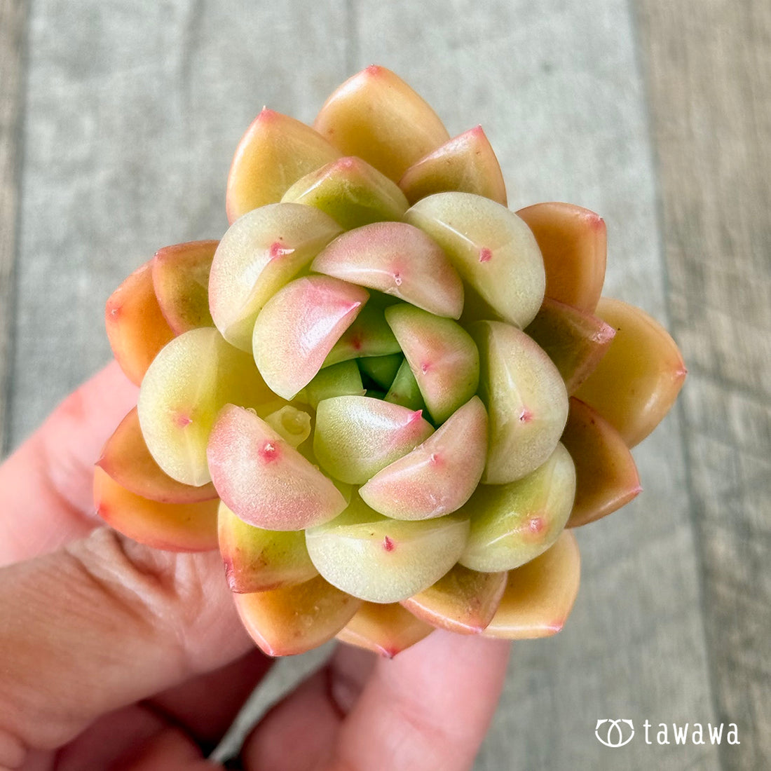 ミルクピーチ(花村農園苗)