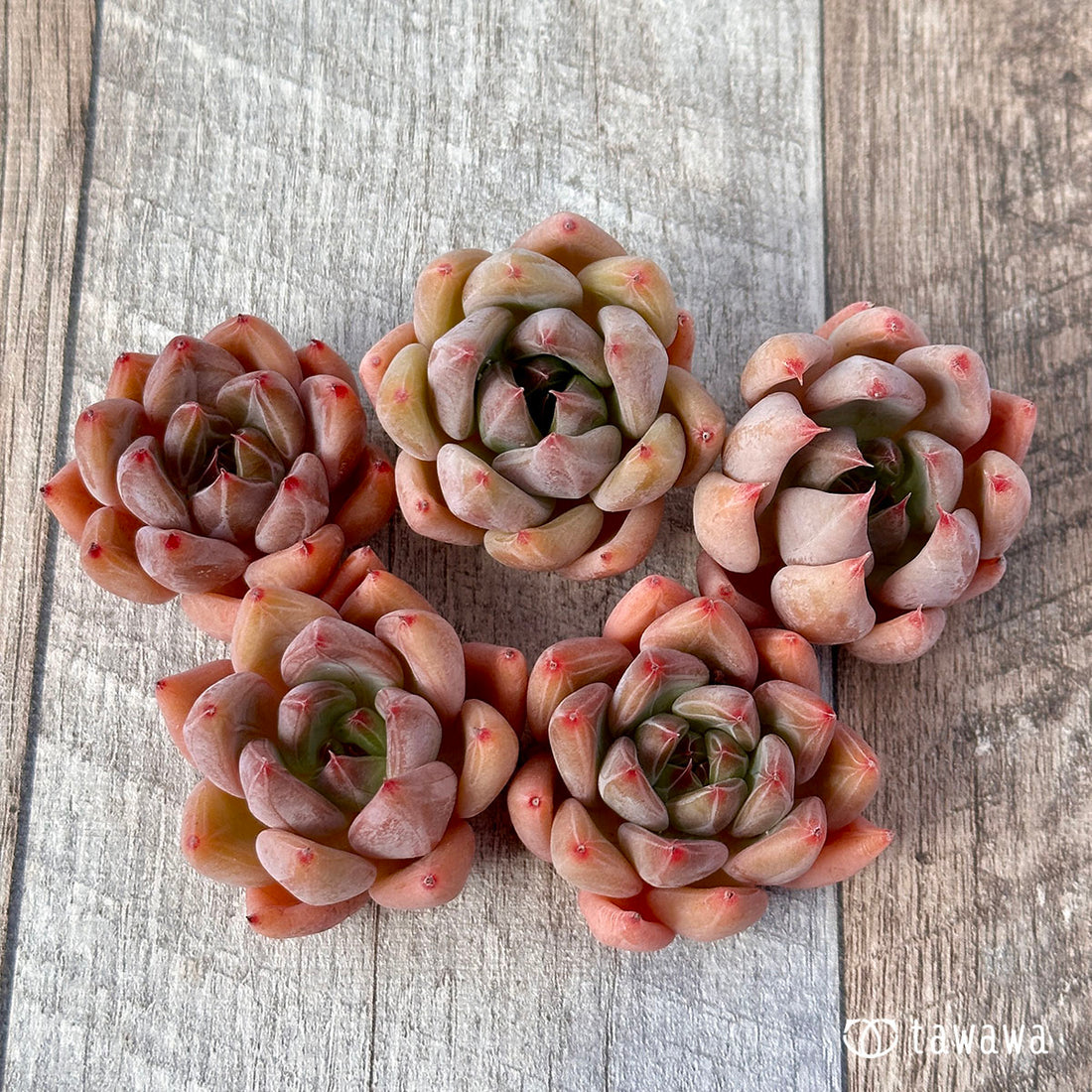 オーサム(兄弟農園苗)