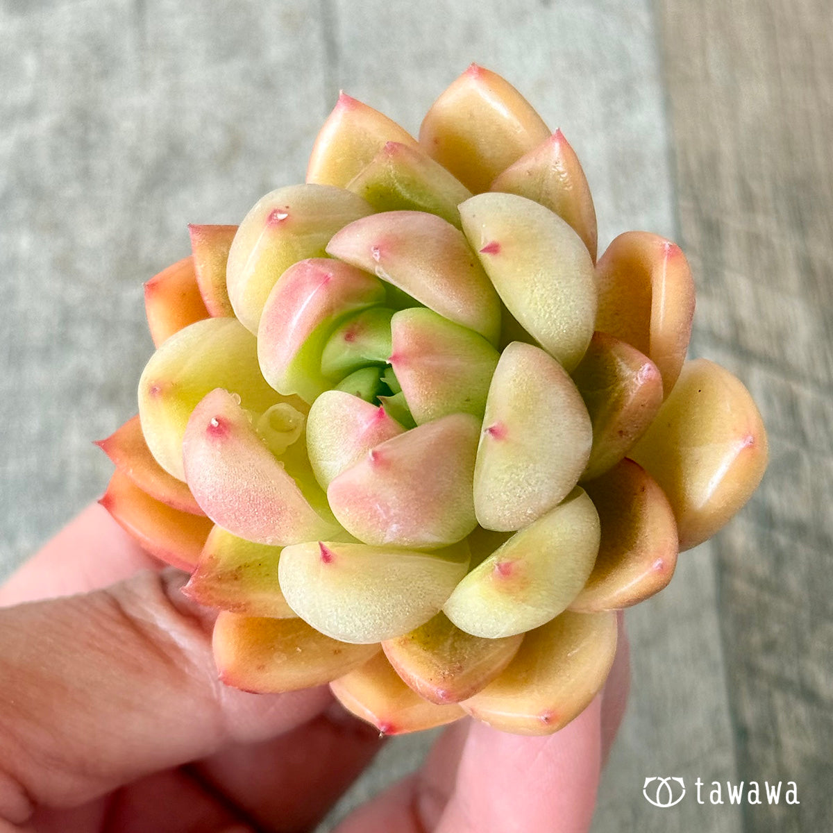 Milk Peach (Hanamura Farm Seedlings)