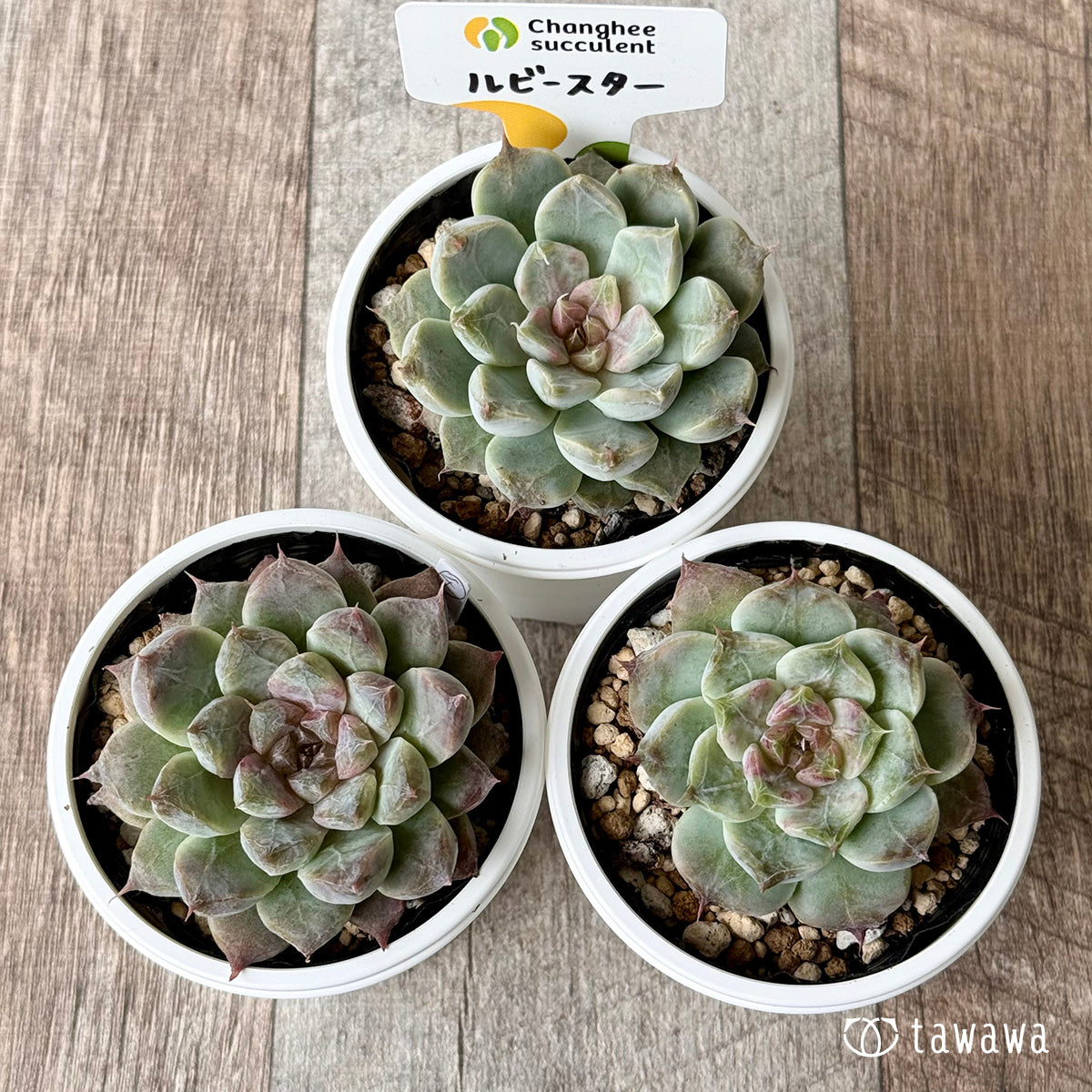 *新発売* ルビースター(チャンヒー農園)【tawawaハウス苗】
