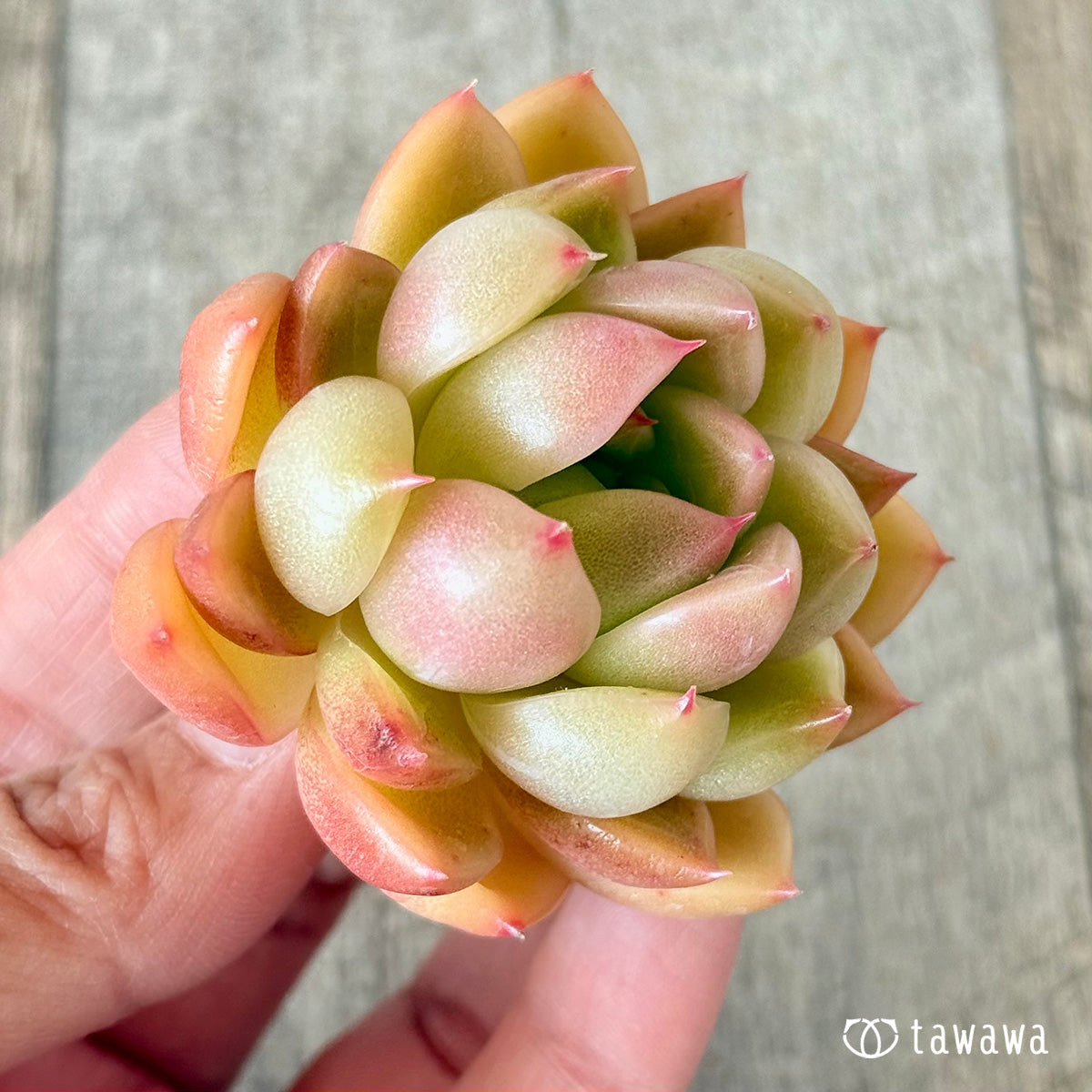 Milk Peach (Hanamura Farm Seedlings)
