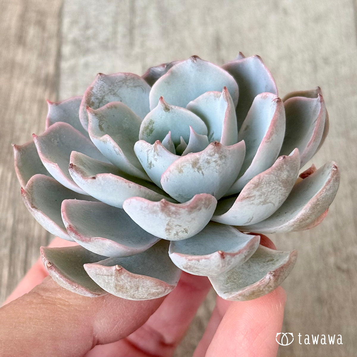 *新入荷* ピーコッキー サブセシリス