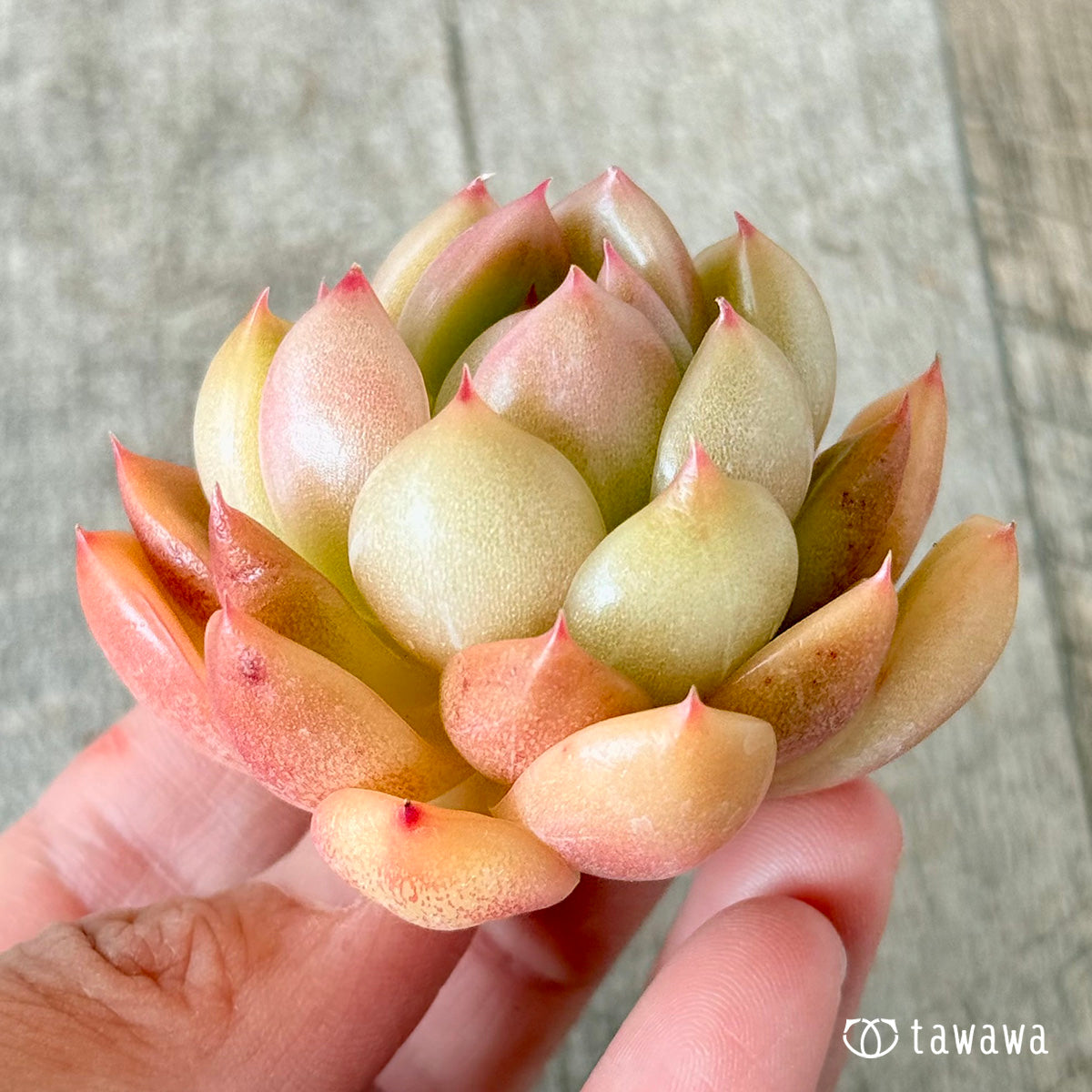 Milk Peach (Hanamura Farm Seedlings)