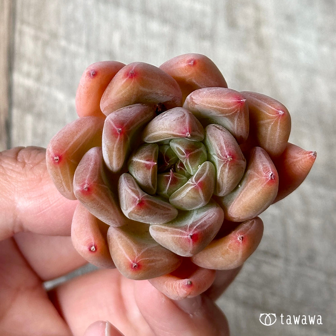 オーサム(兄弟農園苗)