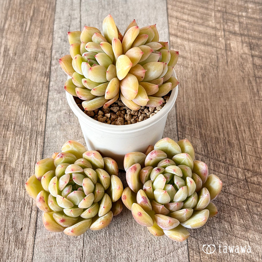 白雪(花村農園苗)