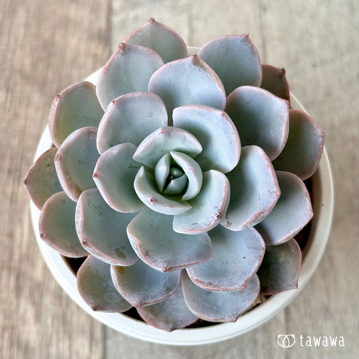 *新入荷* ピーコッキー サブセシリス