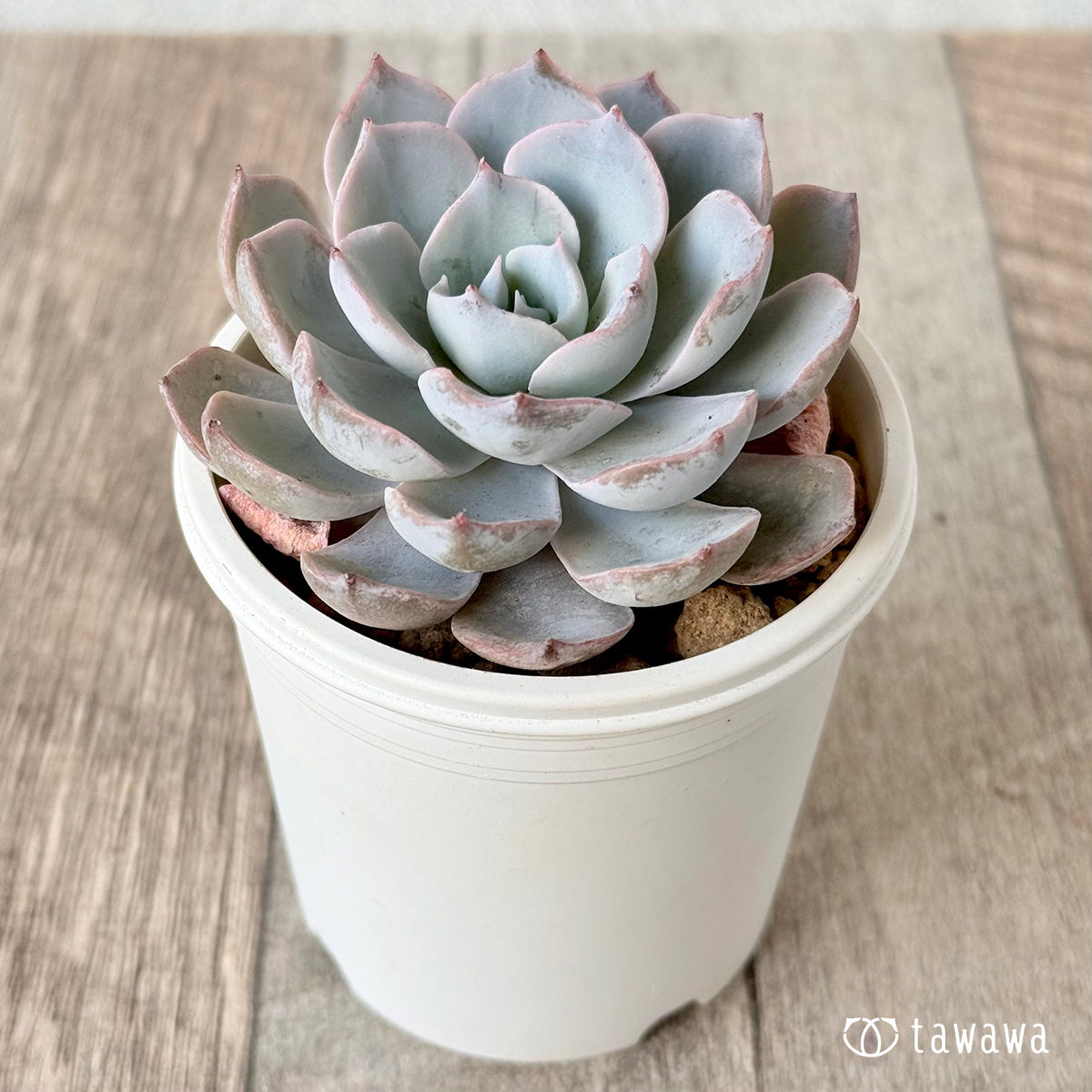 *新入荷* ピーコッキー サブセシリス