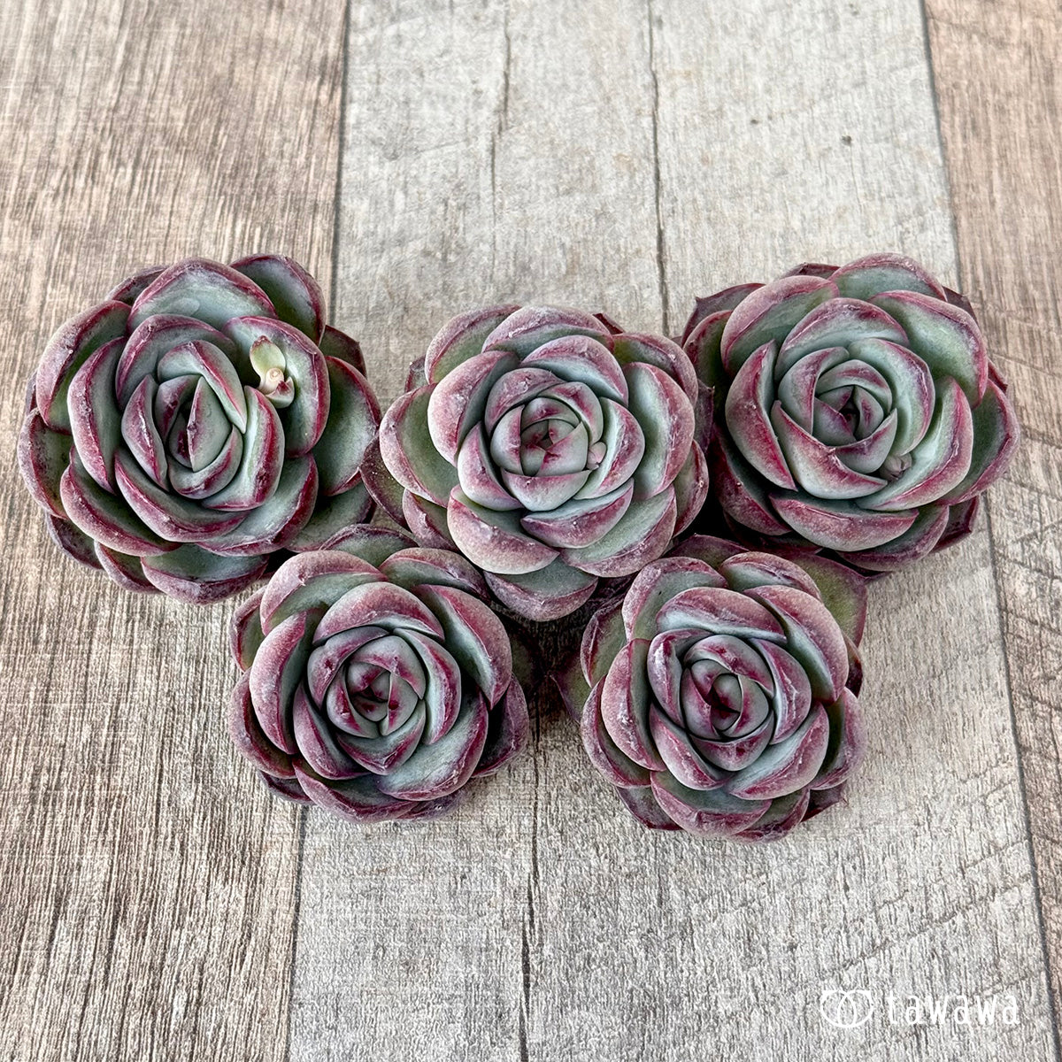 *新入荷* チュビーバニー