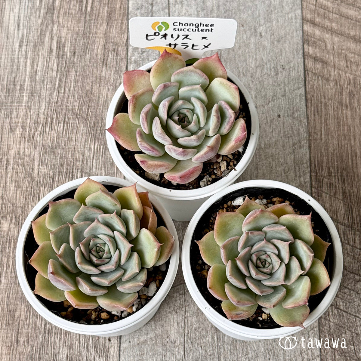 New Arrivals: Ice Green