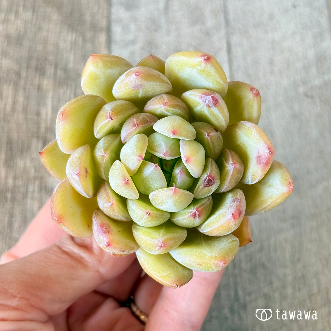 白雪(花村農園苗)