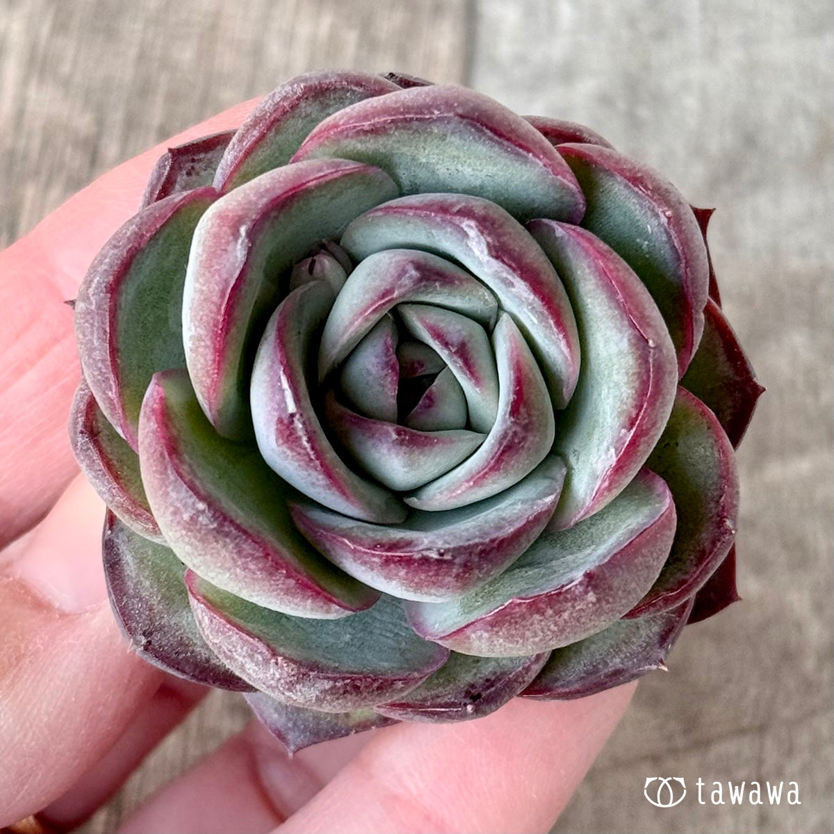 *新入荷* チュビーバニー