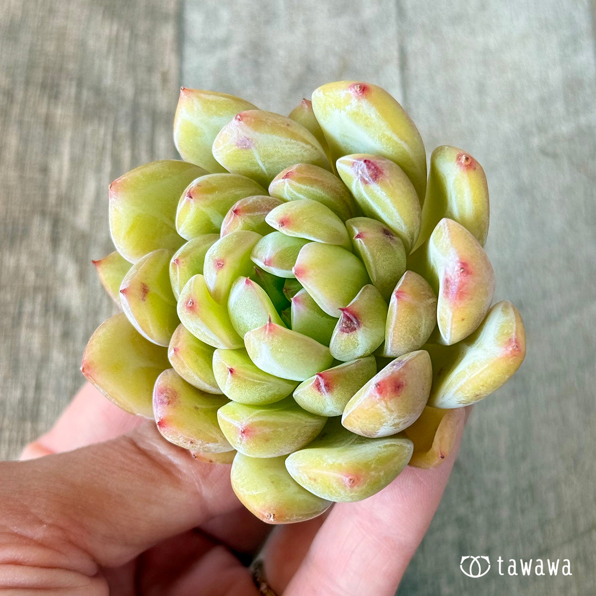 白雪(花村農園苗)
