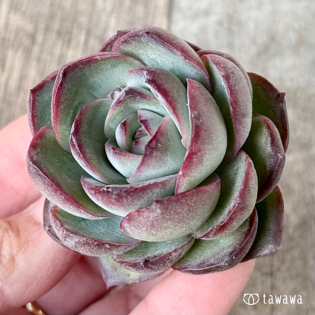 *新入荷* チュビーバニー