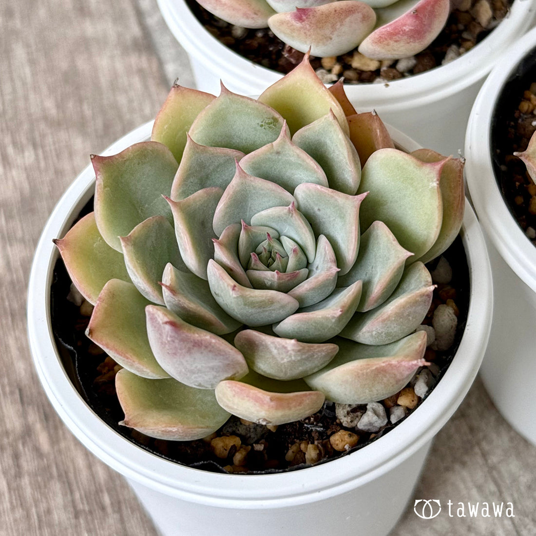 New Arrivals: Ice Green