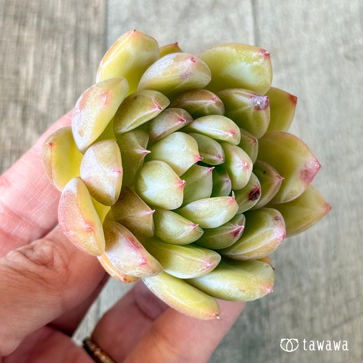 白雪(花村農園苗)