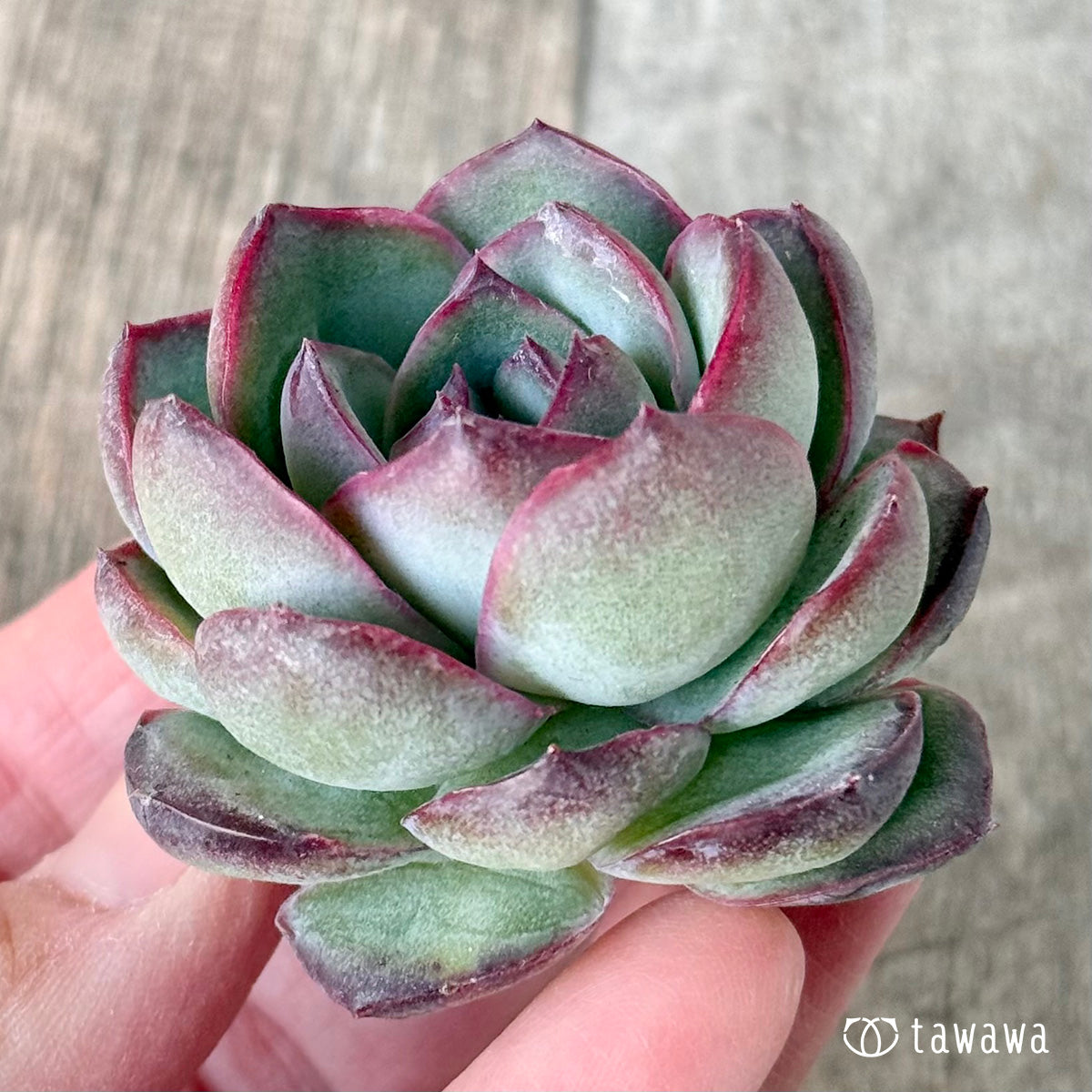 *新入荷* チュビーバニー