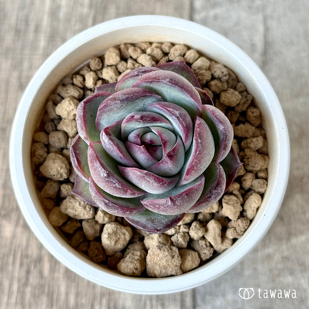 *新入荷* チュビーバニー