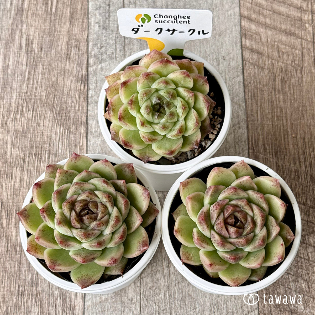 *新発売* ダークサークル(チャンヒー農園)【tawawaハウス苗】