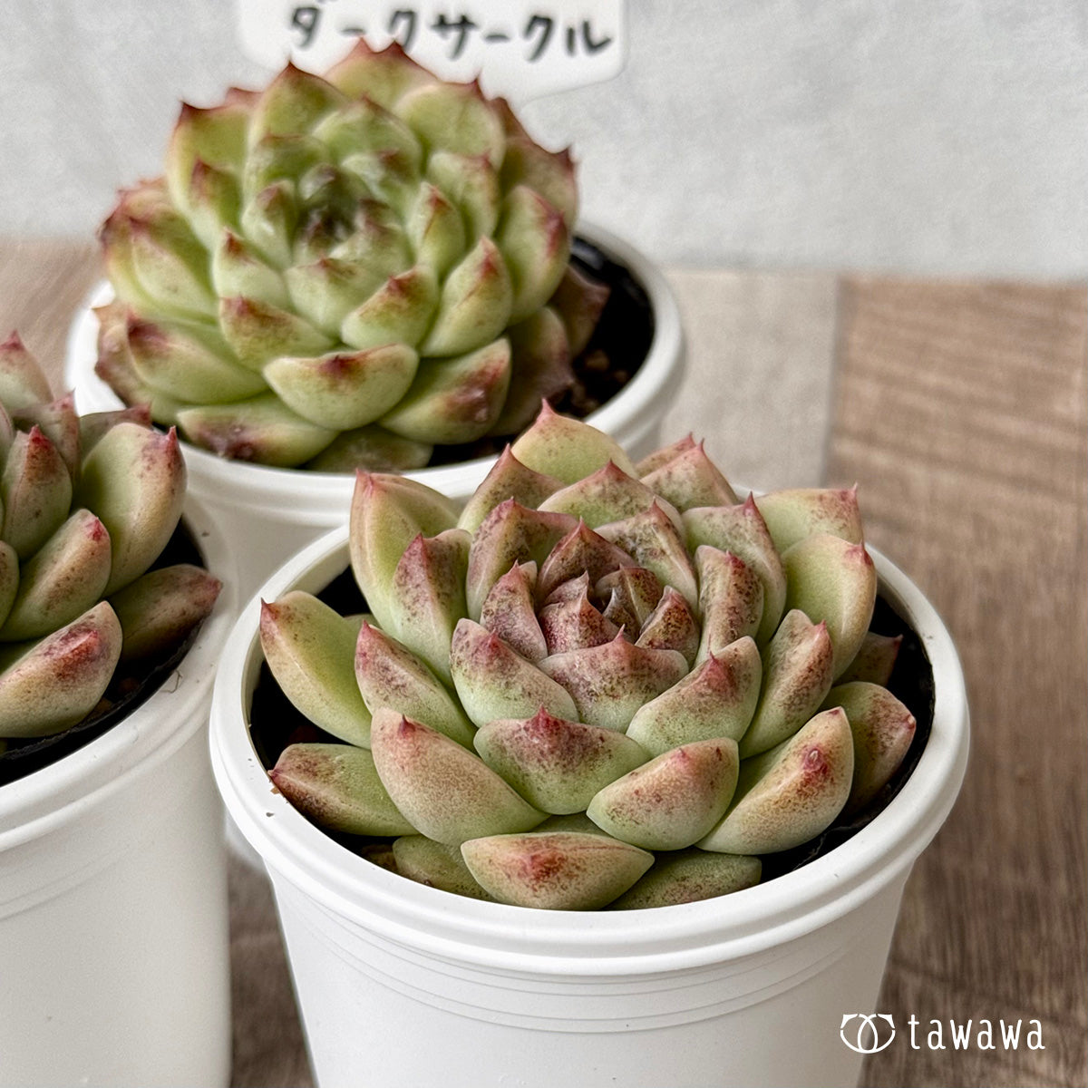 *新発売* ダークサークル(チャンヒー農園)【tawawaハウス苗】