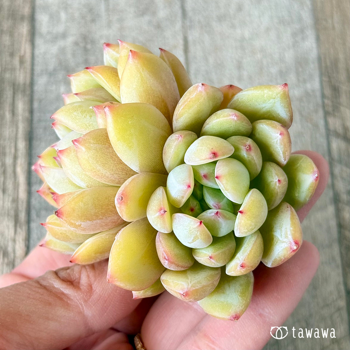 白雪(花村農園苗)
