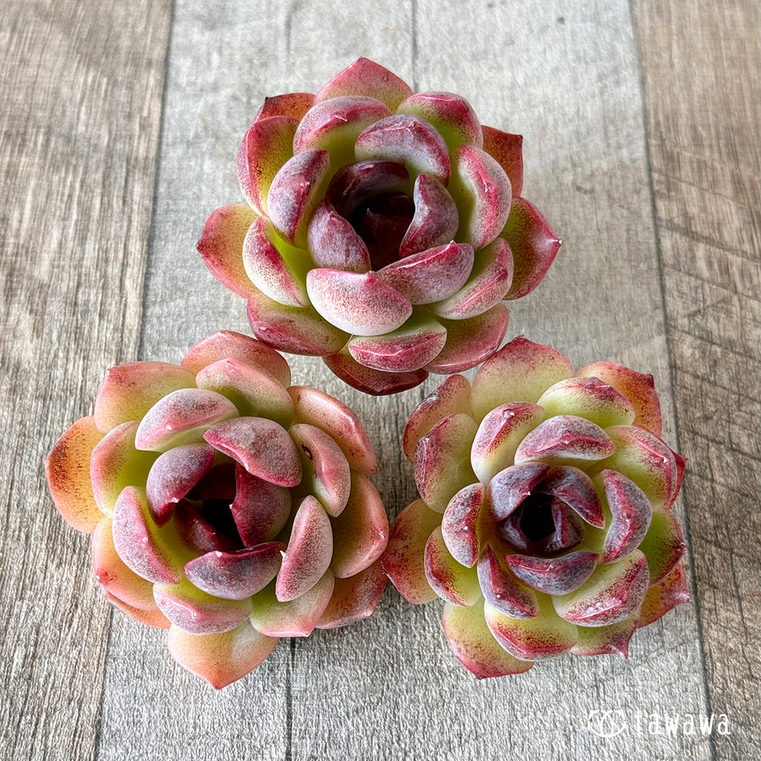 ドードー (花村農園苗)