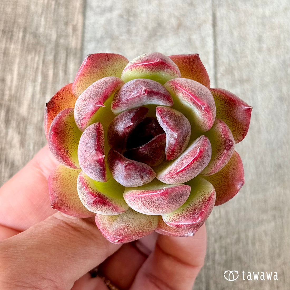 ドードー (花村農園苗)