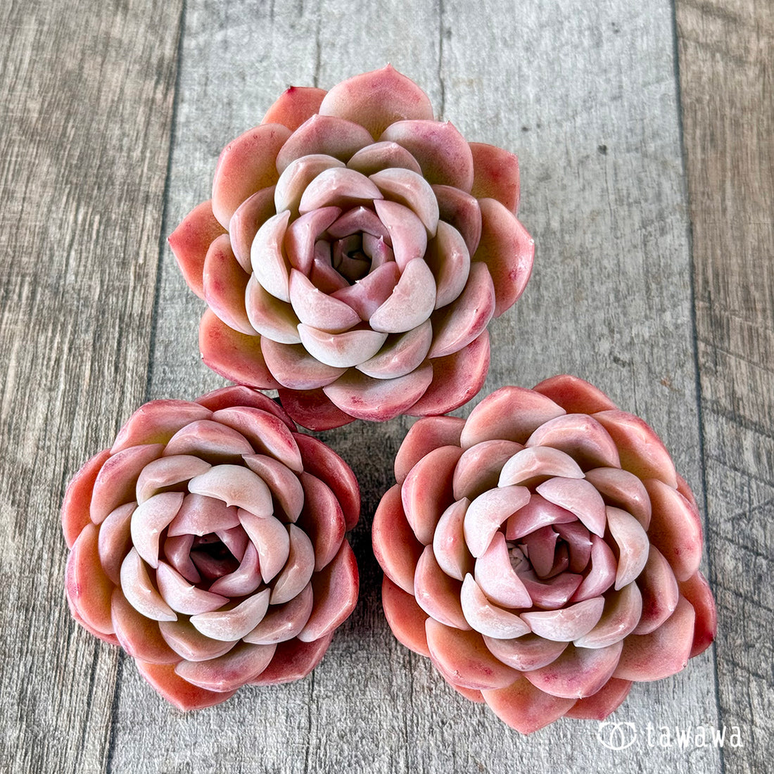 ミミローズ①(花村農園苗)