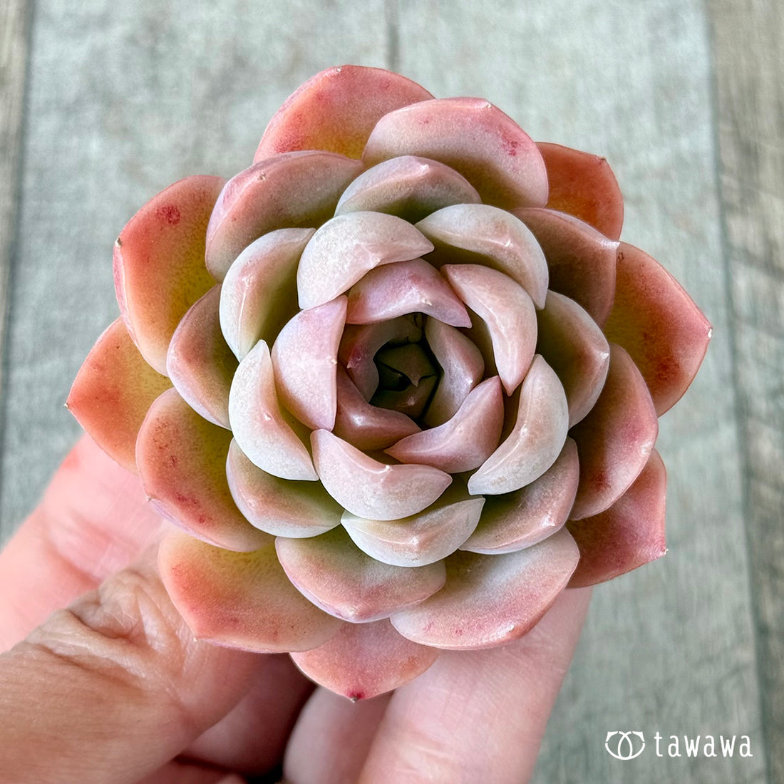 ミミローズ①(花村農園苗)