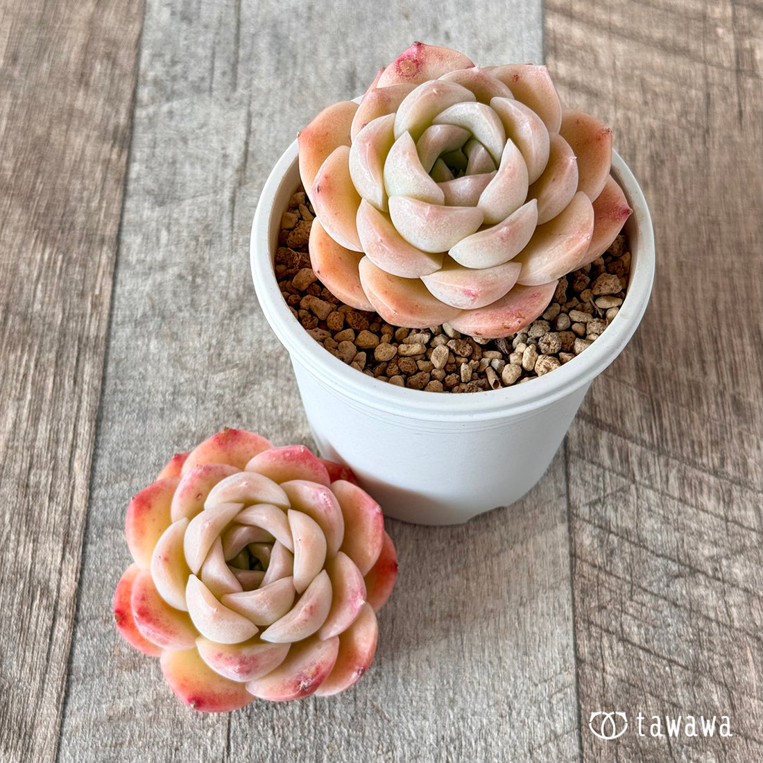 ミミローズ②(花村農園苗)