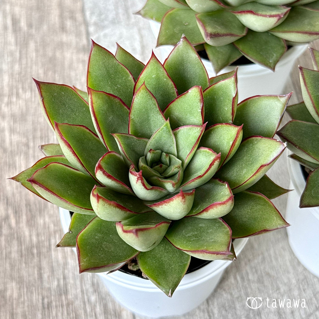 コルパップ(エアーマジック農園)【tawawaハウス苗】